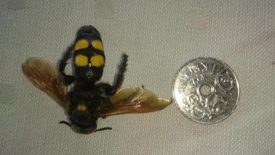 post-4220-0-97350700-1443506407_thumb.jp