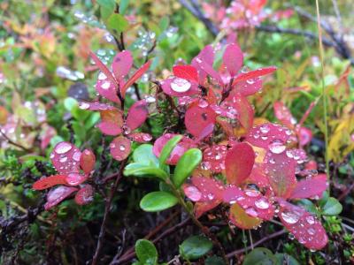 post-8457-0-52953300-1442668788_thumb.jp