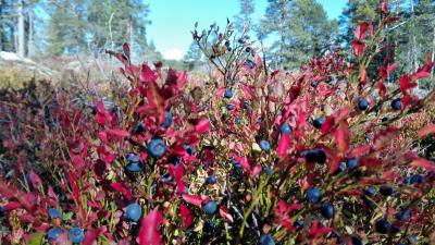 post-9055-0-20409800-1442673841_thumb.jp