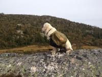 post-11141-0-01652200-1350495904_thumb.j