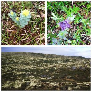 post-11524-0-55618200-1381239714_thumb.j