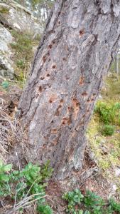 post-11774-0-09826700-1382306683_thumb.j