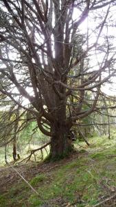 post-11774-0-61620800-1382304091_thumb.j