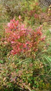 post-11774-0-62357900-1382304329_thumb.j