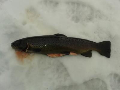 post-12978-0-64883200-1382458640_thumb.j