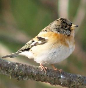 post-4220-0-15461300-1381991299_thumb.jp