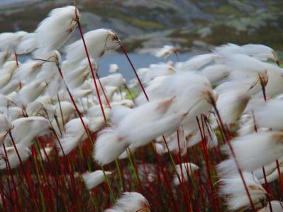 post-7957-0-85448200-1381341826_thumb.jp