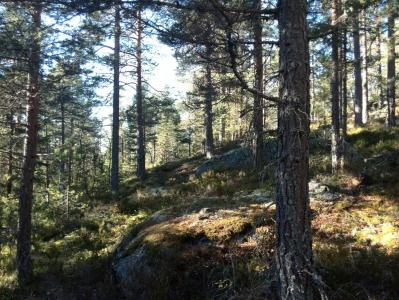 post-9055-0-07194400-1381673823_thumb.jp