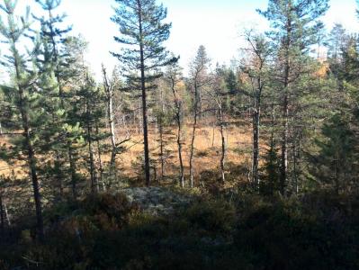 post-9055-0-17941800-1381673789_thumb.jp