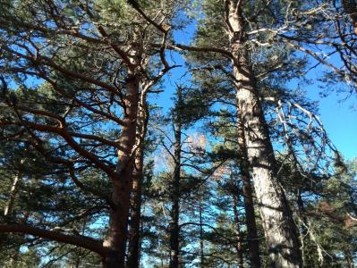 post-9055-0-41537900-1381673798_thumb.jp