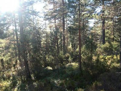 post-9055-0-62053600-1381673818_thumb.jp