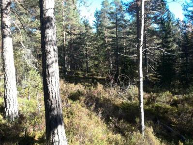 post-9055-0-92464000-1381673808_thumb.jp