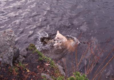 post-13572-0-09062700-1414268569_thumb.j