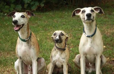 post-15428-0-65118500-1414131688_thumb.j