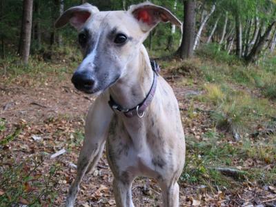 post-15428-0-73103800-1414131670_thumb.j