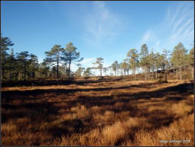 post-4444-0-10079300-1414251905_thumb.jp