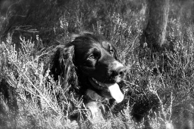 post-6117-0-68233200-1413557933_thumb.jp