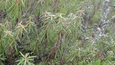 post-6295-0-54048100-1413576065_thumb.jp