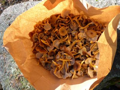 post-6295-0-60346100-1412282159_thumb.jp