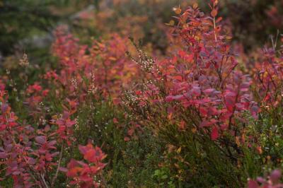 post-7957-0-31210100-1412448076_thumb.jp