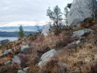 post-1073-0-46849100-1353933806_thumb.jp