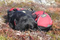 post-11179-0-32075700-1352039411_thumb.j