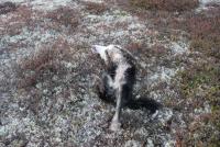 post-11179-0-51821800-1352038518_thumb.j