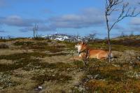 post-11185-0-20575000-1352325597_thumb.j