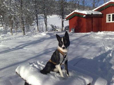 post-1047-0-56982900-1383679529_thumb.jp