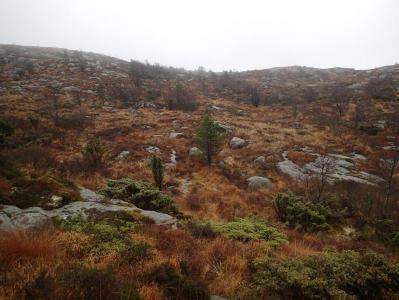 post-1073-0-16769200-1384678975_thumb.jp