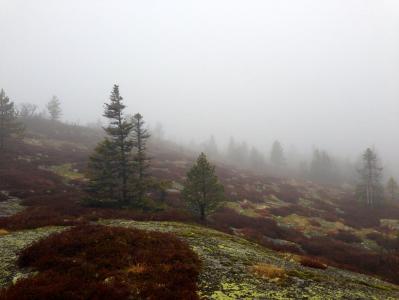 post-11521-0-14135000-1384861922_thumb.j