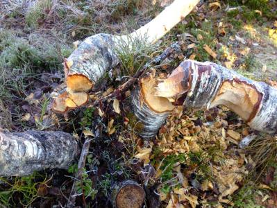 post-11521-0-65223100-1384862558_thumb.j