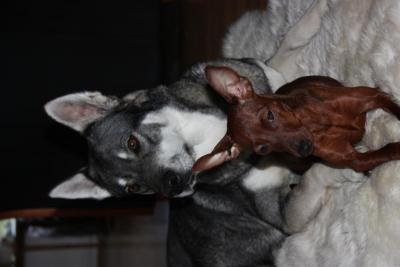 post-13449-0-72311800-1384175191_thumb.j