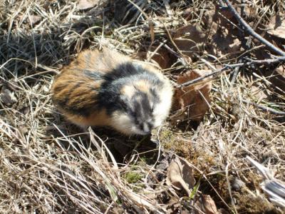 post-4016-0-16419400-1383471662_thumb.jp