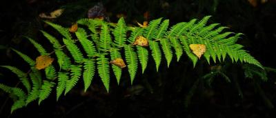 post-7957-0-15356300-1384023593_thumb.jp