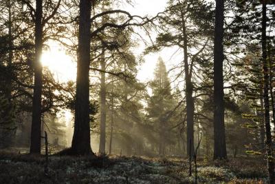 post-7957-0-69162700-1384023556_thumb.jp