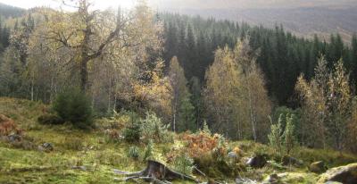 post-7957-0-80015400-1384023662_thumb.jp