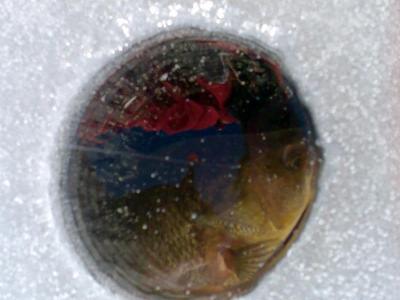 post-6295-0-35422400-1416956633_thumb.jp