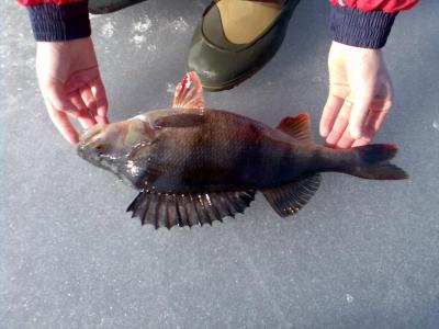 post-6295-0-77223100-1416956945_thumb.jp