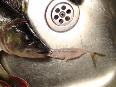 post-6295-0-79522500-1416956828_thumb.jp