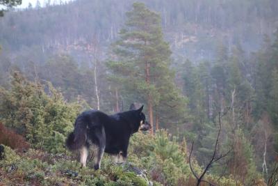 post-13043-0-14742500-1388080209_thumb.j