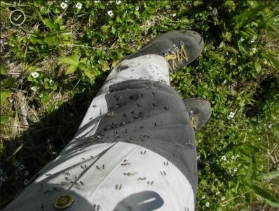 post-1735-0-30051500-1387454727_thumb.jp