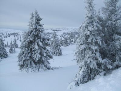 post-4016-0-40314100-1388482682_thumb.jp