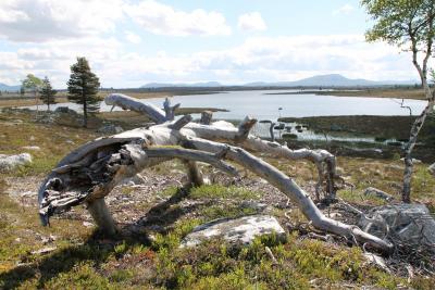 post-4016-0-42042300-1388498095_thumb.jp