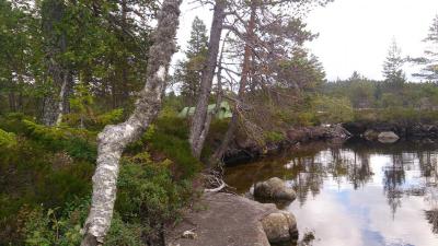 post-8488-0-30532700-1387130329_thumb.jp