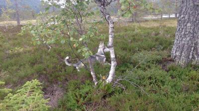 post-8488-0-80726600-1387130391_thumb.jp