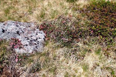 post-1073-0-70654400-1418207302_thumb.jp