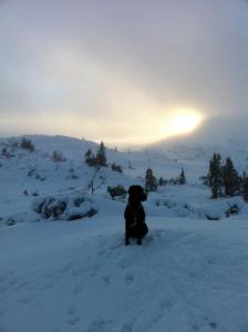 post-4104-0-35686600-1417985304_thumb.jp