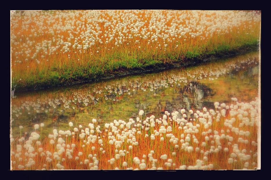 20_bomullsdammen-EFFECTS.thumb.jpg.54303