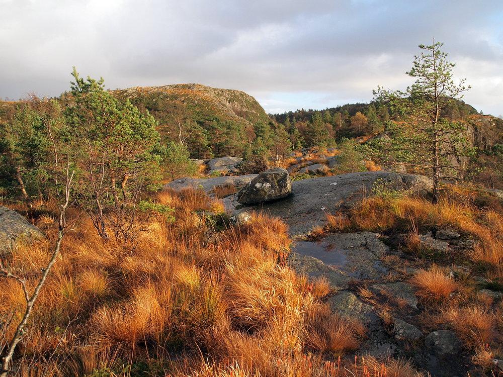 562d19518f142_Vt_hststi_(PA250285).thumb